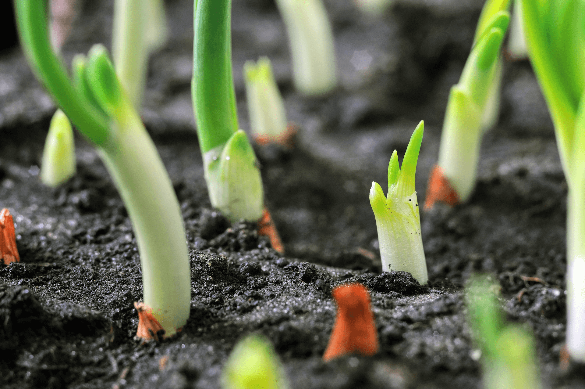 Closeup of onions sprouting out of dirt